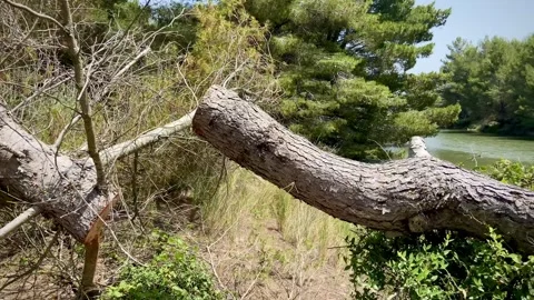A large tree fell on the bank of the river. Stock-Footage 249152897