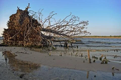 A large tree that fell due to the erosion of the sandy shore by waves. Stock Photos