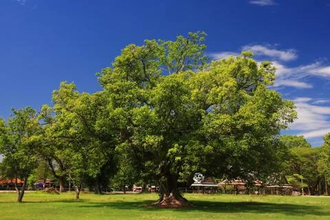 Large tree on a field Stock Photos