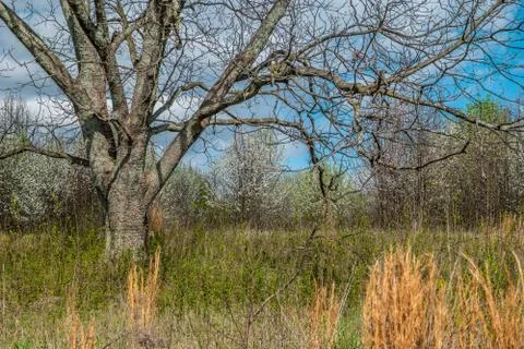 Large tree in a field Stock Photos