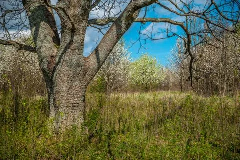 Large tree in a field Foto stock