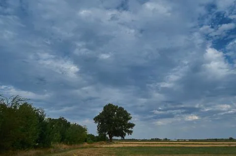 A large tree in a field Stock Photos