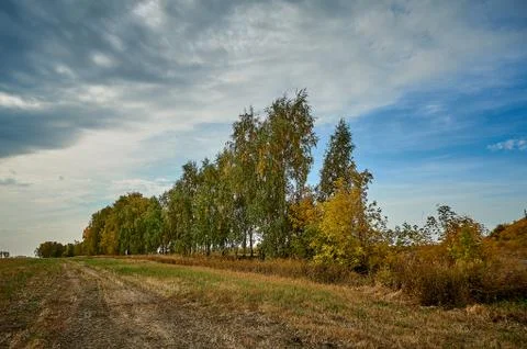 A large tree in a field Stock Photos