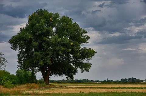 A large tree in a field Foto stock