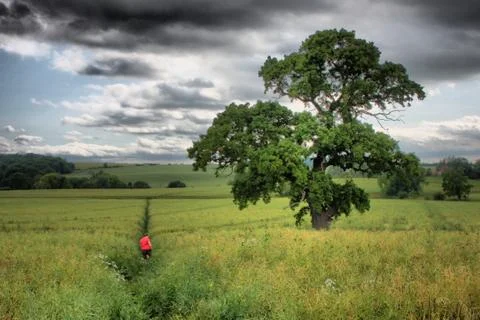 Large tree in field under cloudy sky Stock Photos