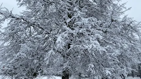 A large tree with fluffy snow-covered white branches stands in a winter park Stock Footage 297755237