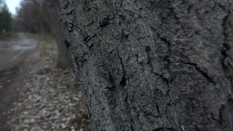 Large Tree Stock-Footage 90318958