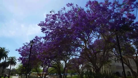 A large tree Stock Footage 156013776