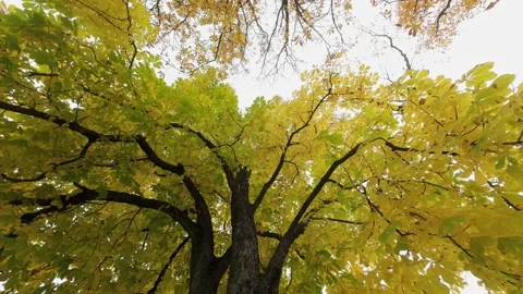 Large Tree Forest Autumn Vertical Tilt with Slight Pan Stock Footage 319334153