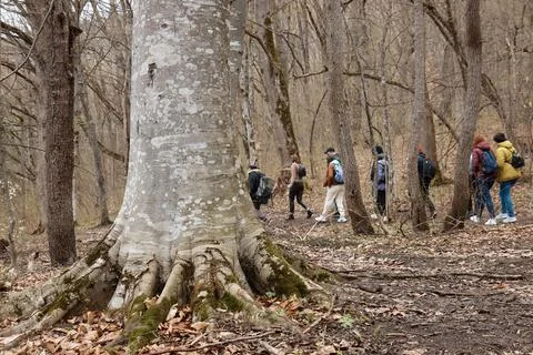 A large tree in the forest, in the background there is a group of tourists Stock Photos