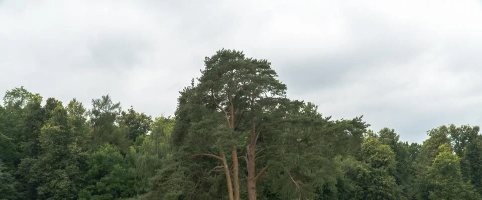 A large tree in the forest field Stock Photos
