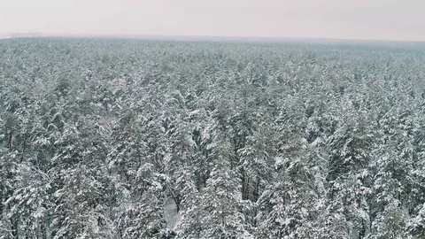 A large tree in a forest Stock Footage 129138718
