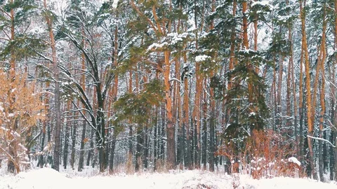 A large tree in a forest 스톡 동영상 129138927