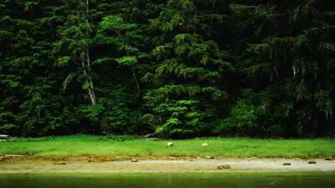 A large tree in a forest Video stock 155402842