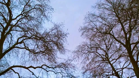 A large tree in a forest Stock Footage 155587661