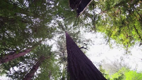 A large tree in a forest Video stock 155590075