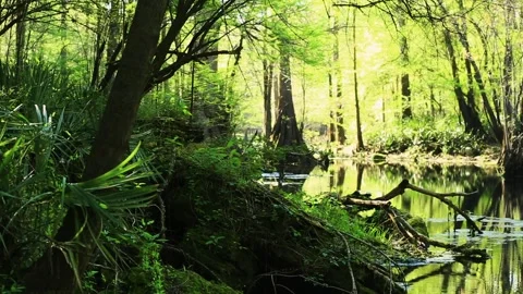 A large tree in a forest Stock Footage 156012320