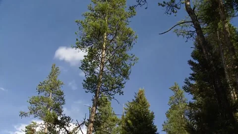 A large tree in a forest Stock Footage 156016415