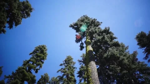 A large tree in a forest Stock Footage 156023557