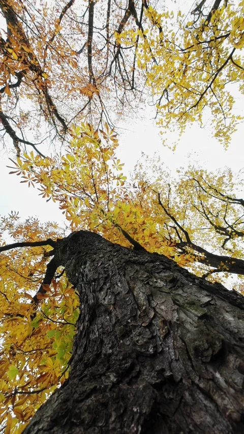 Large Tree Forest Green Orange Yellow Crown Vertical Static Stock Footage 319333988