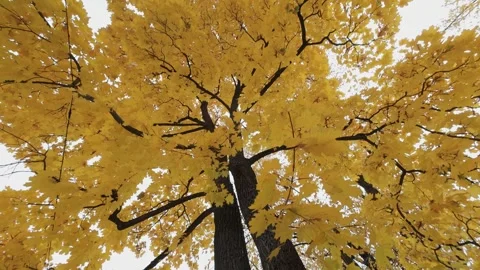 Large Tree Forest Orange Autumn Crown Vertical Tilt Up Stock Footage 319334055