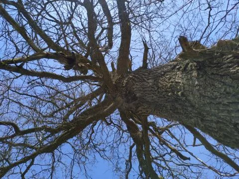 A large tree in a forest Stock Photos