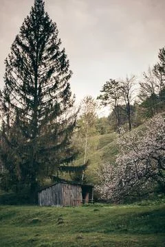 A large tree in a forest Foto stock