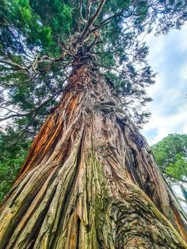 A large tree in a forest Foto stock