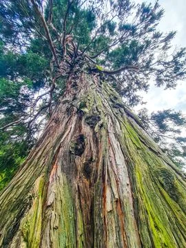 A large tree in a forest Stock Photos