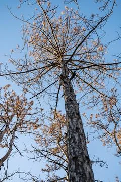 A large tree in a forest Stock Photos