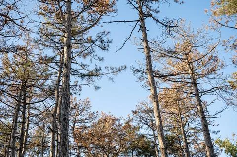 A large tree in a forest Stock Photos