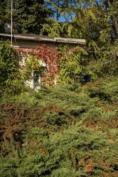 A large tree in a forest Stock Photos