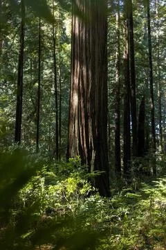 A large tree in a forest with sunlight shining through the leaves Stock Photos
