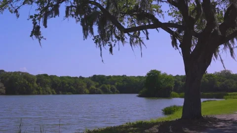 Large Tree Frames Lake Scene Video stock 185621772