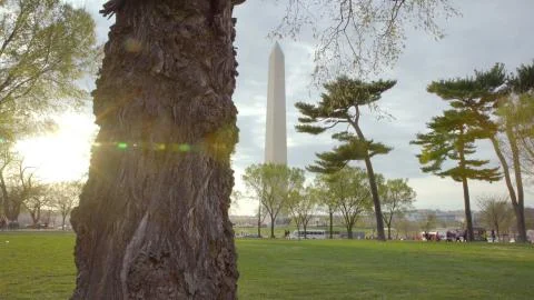 Large Tree in Front of the Washington Monument Stock Photos