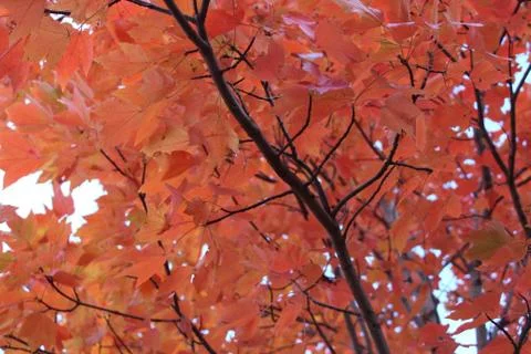 Large tree full of bright orange leaves in autumn Stock Photos