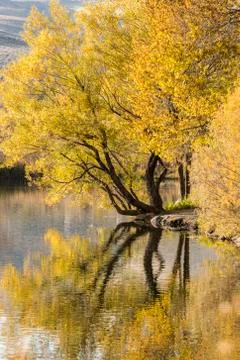 Large tree in full fall color over a pond reflected in the water Stock Photos