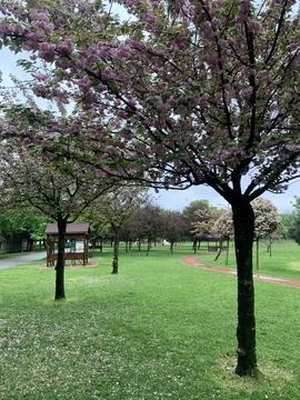 Large Tree in a Green Park Landscape in Istanbul, Turkey Stock Photos