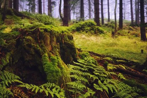 Large tree green stump in summer forest Stock Photos