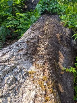 Large tree on ground Stock Photos