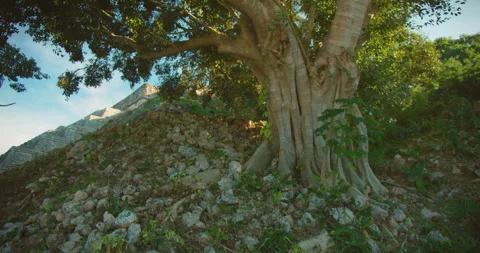 Large tree growing beside rocky mound near ancient famous Mayan ruins in Mexico Stock Footage 315653316