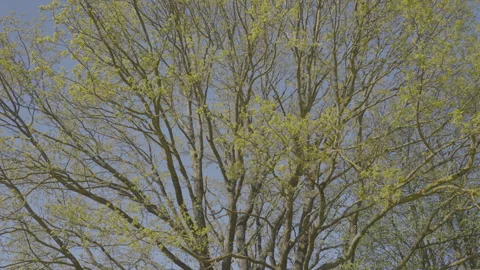 Large tree with growing leaves on branches blooms in park Stock Footage 302224018