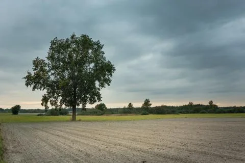 Large tree growing next to a plowed field and dark clouds on the sky Stock-Fotos