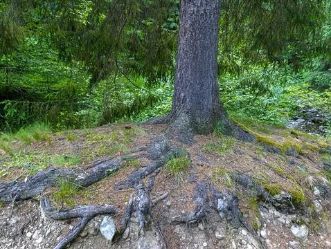 A large tree that is growing out of the ground in the woods Stock Photos