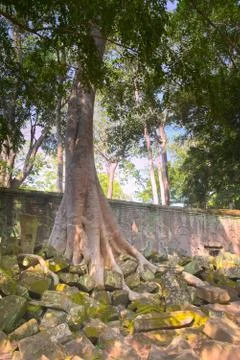 Large tree growing over a wall on Ta Prohm temple, in Angkor Wat, Cambodia. Stock Photos