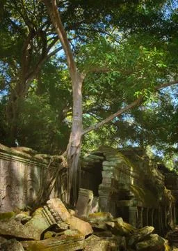 Large tree growing over a wall on Ta Prohm temple, in Angkor Wat, Cambodia. Stock Photos