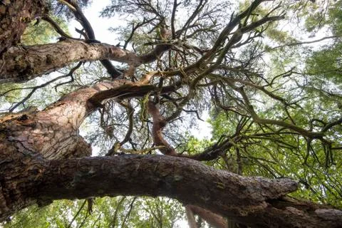 Large tree growing in thick English forest Stock Photos