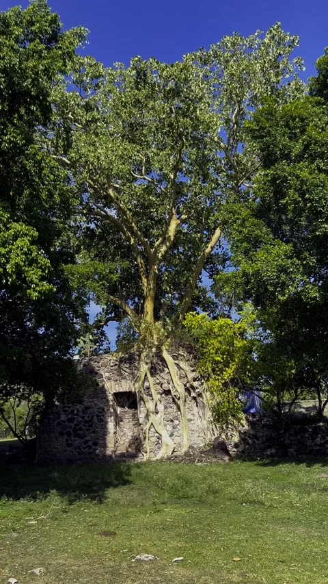 Large Tree Growing Through Stone Ruins Surrounded by Green Vegetation and Grass Stock Footage 345365590