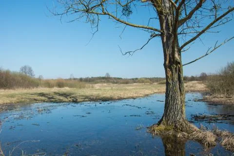 A large tree growing in water Stock Photos