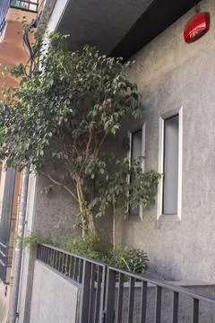A large tree grows on the balcony of the house Stock Photos